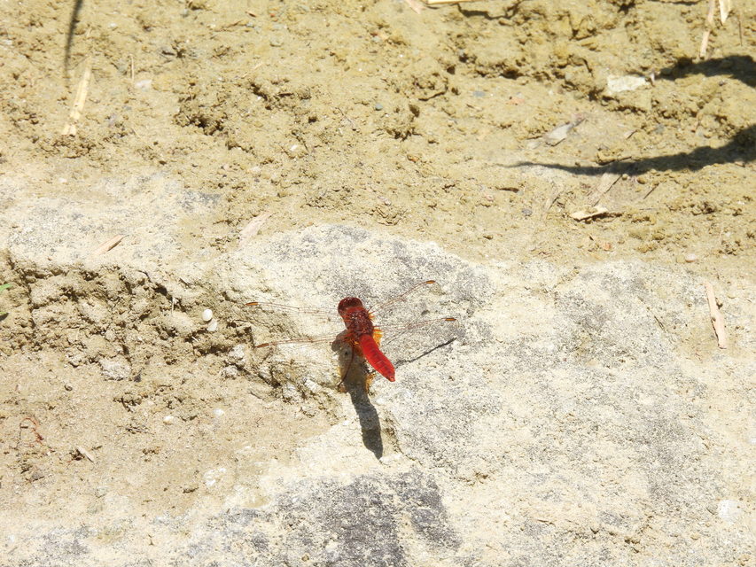 Crocothemis erythraea - skarlát szitakötő