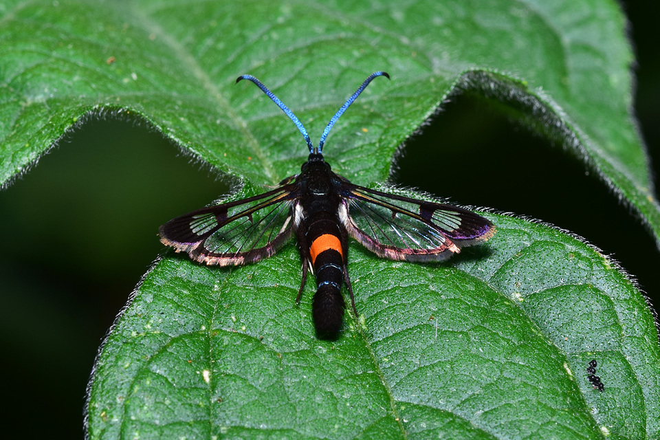 Synanthedon myopaeformis - almafaszitkár