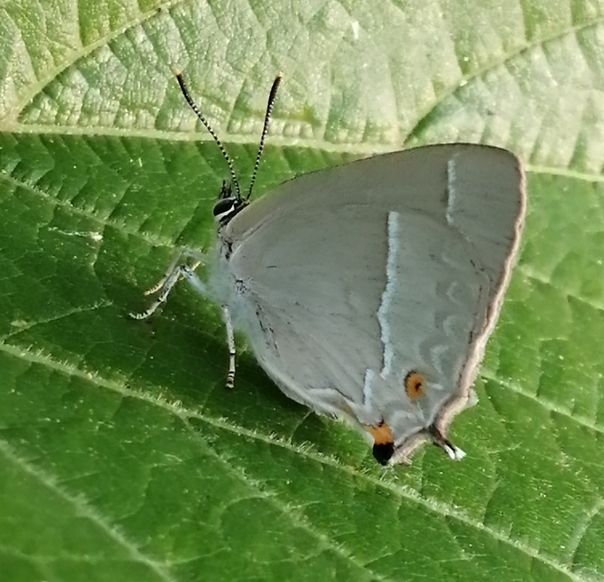 Neozephyrus quercus - tölgyfalepke