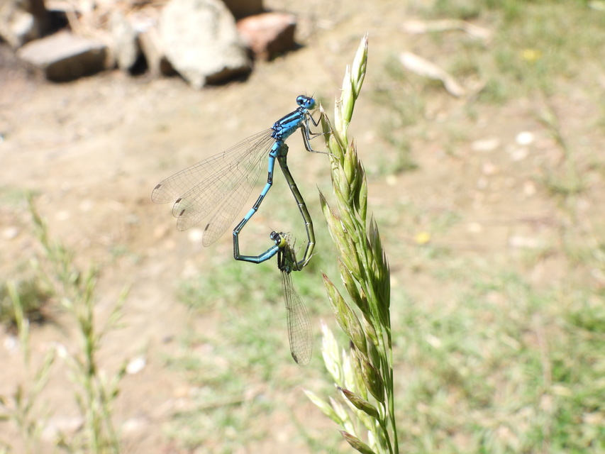 Coenagrion scitulum - mediterrán légivadász
