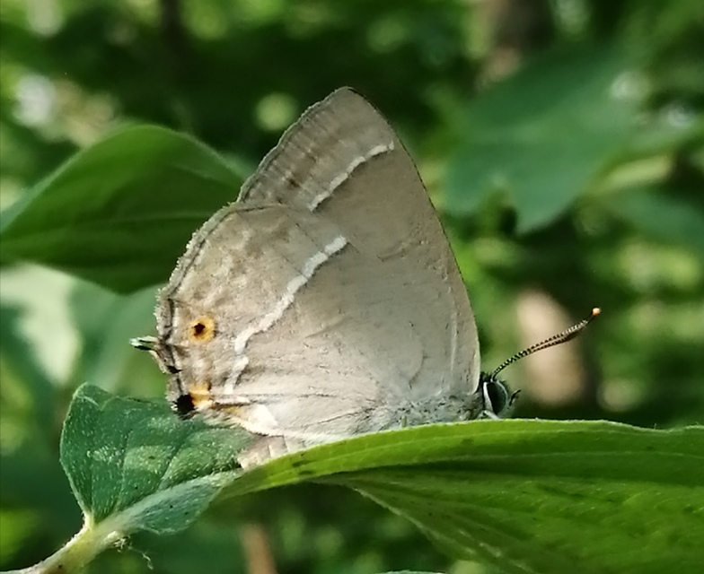 Neozephyrus quercus - tölgyfalepke
