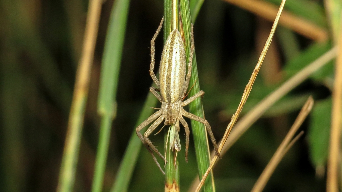 Tibellus