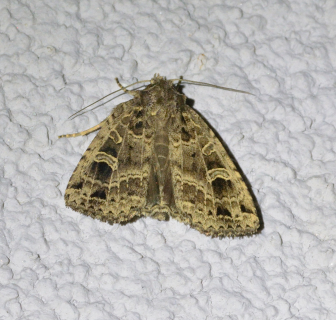 Naenia typica - hálózatos sóskabagoly