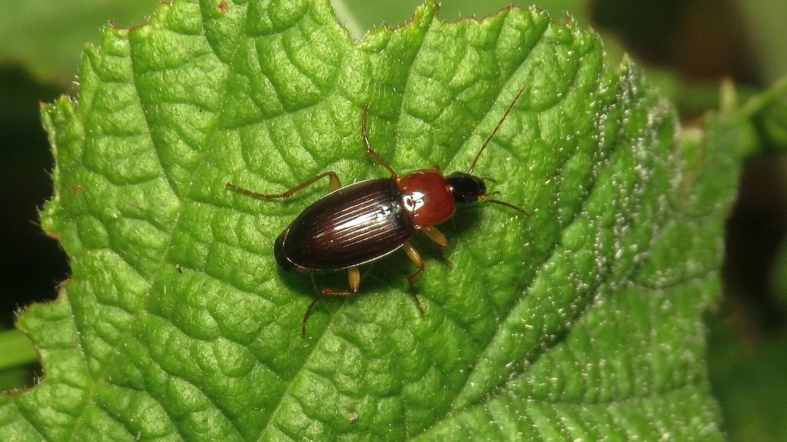 Calathus melanocephalus - vörösnyakú tarfutó Calathus melanocephalus - vörösnyakú tarfutó
