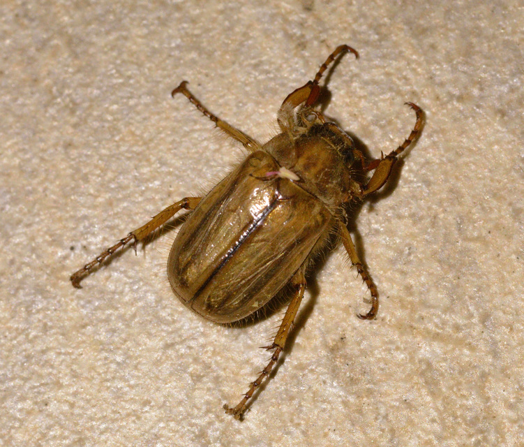 Amphimallon solstitiale - bordás sárgacserebogár