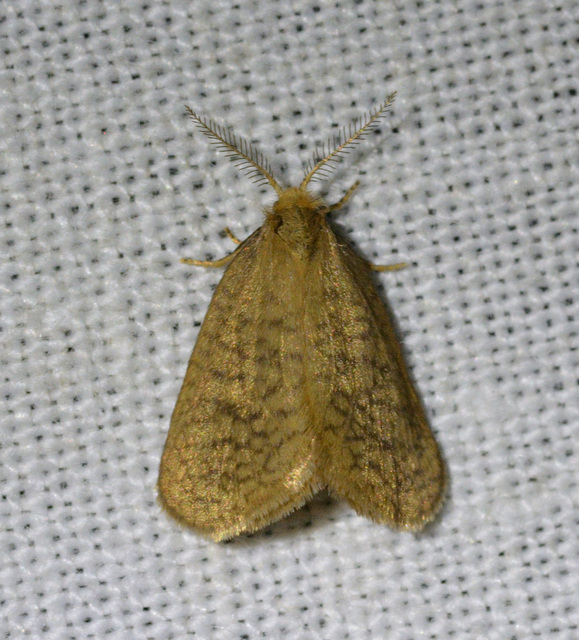 Bijugis bombycella - alkonyati zsákhordólepke