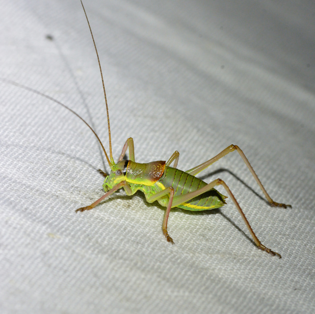 Ephippiger ephippiger - nyergesszöcske