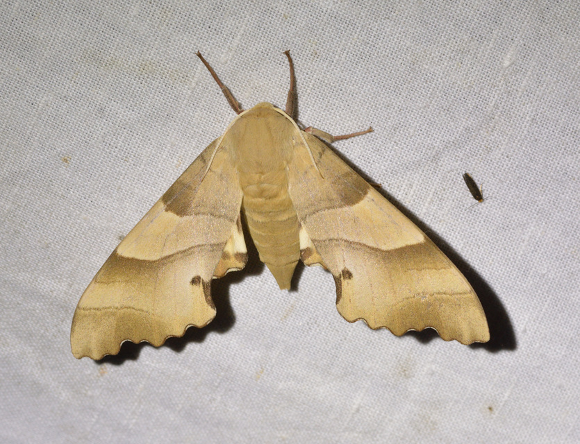 Marumba quercus - tölgyfaszender