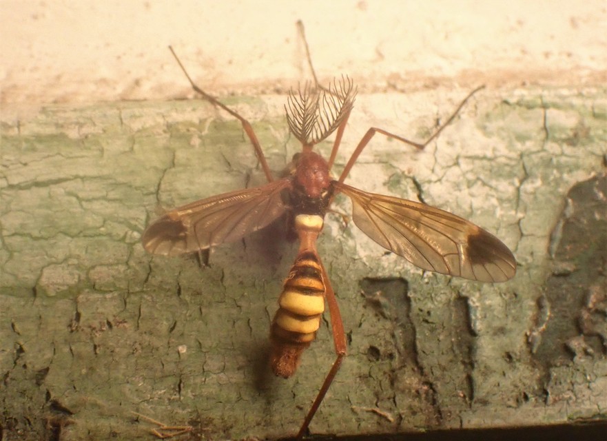 Ctenophora ornata - sárga fésűsszúnyog