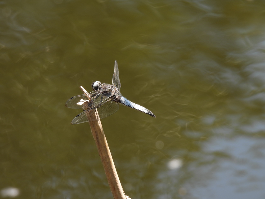 Libellula fulva - kisfoltos laposacsa
