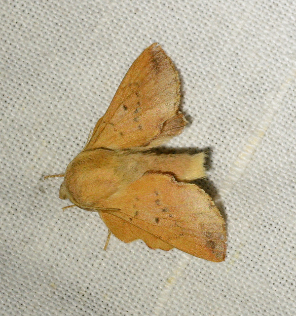 Phyllodesma tremulifolia - nyárlevélpohók