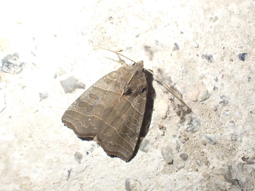 Ipimorpha retusa - sarlós fűzbagoly