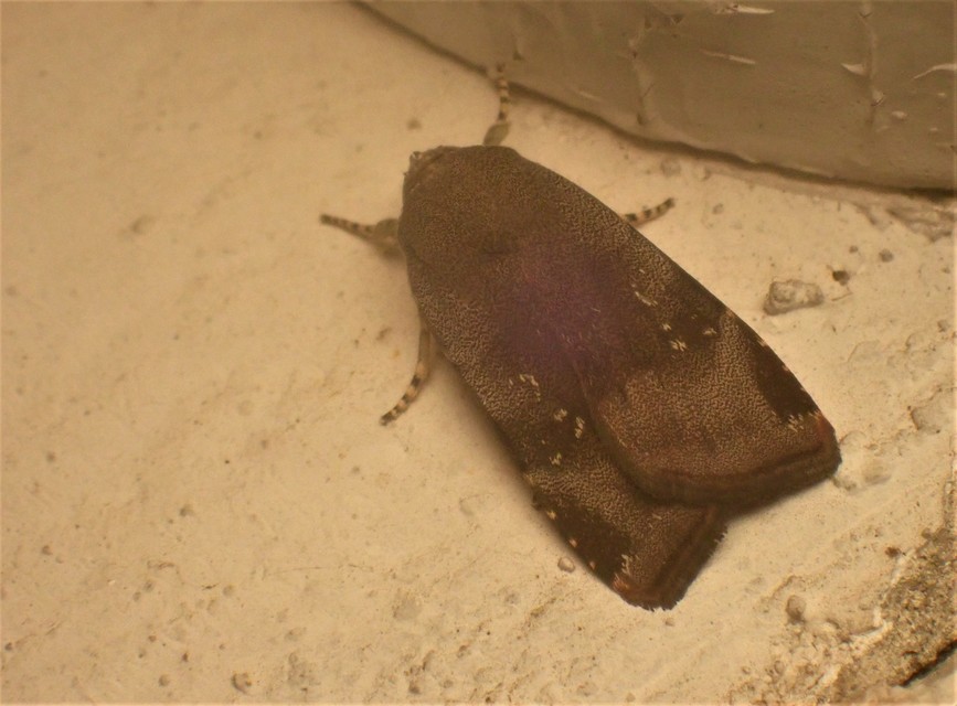 Noctua janthe/janthina