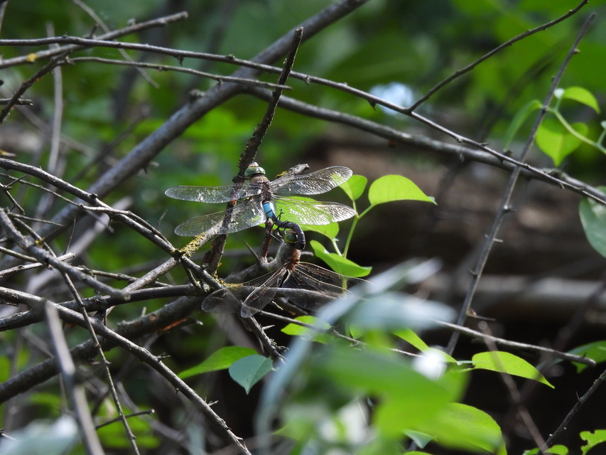 Anax parthenope - barna óriásacsa
