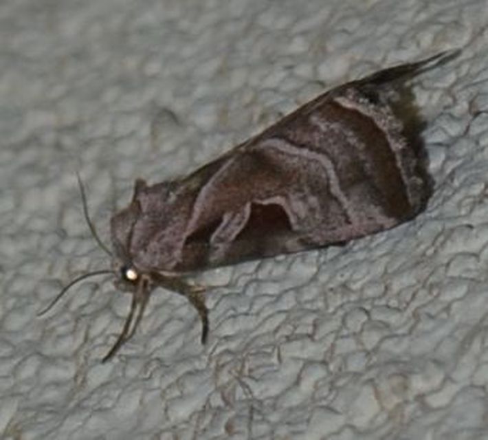 Eucarta virgo - mocsári ametisztbagoly