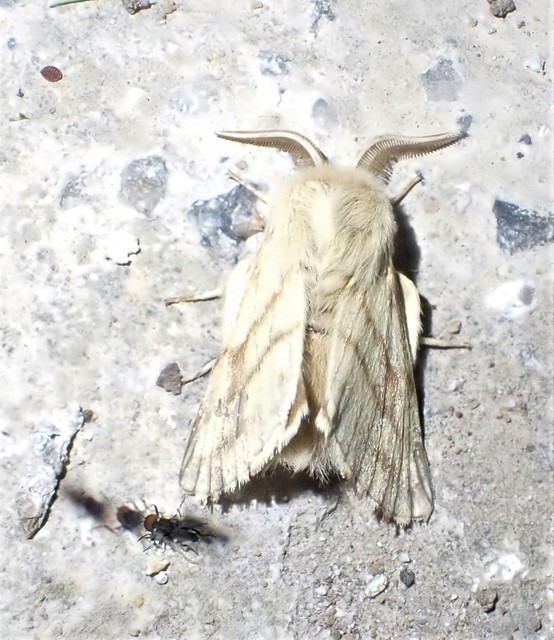 Malacosoma castrensis - kutyatejszövő