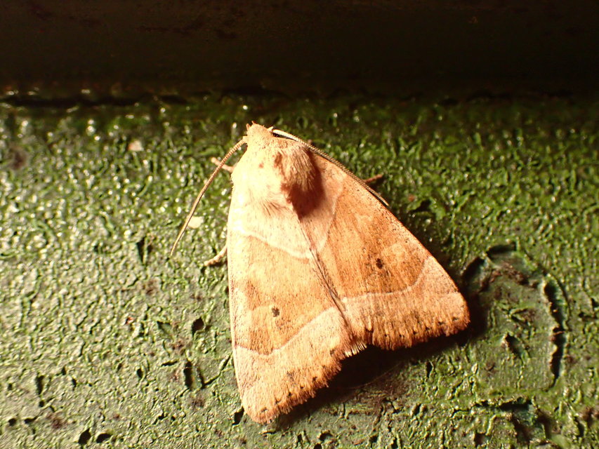 Cosmia trapezina - közönséges lombbagoly