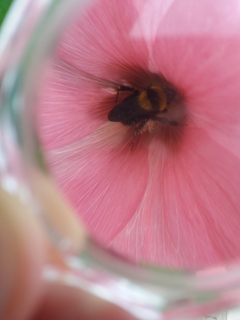 Bombus argillaceus - délvidéki poszméh