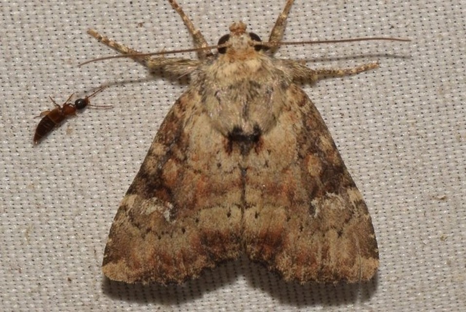 Loscopia scolopacina - csinos dudvabagoly