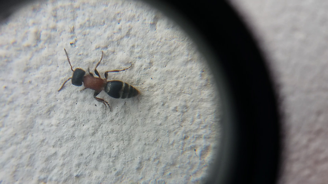 Mutillidae - hangyadarazsak