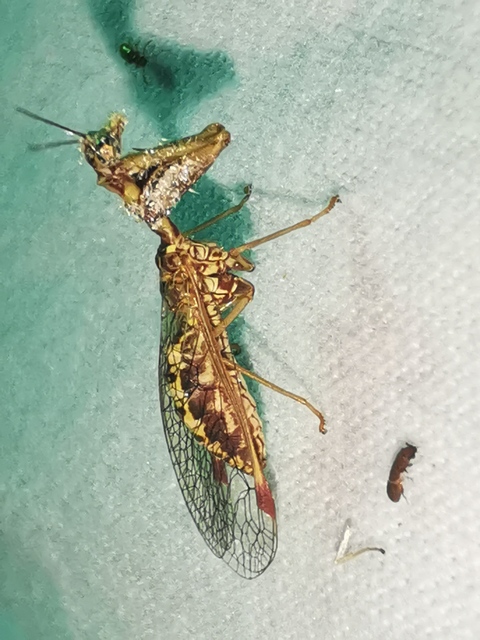 Mantispa styriaca - kétszínű fogólábú-fátyolka