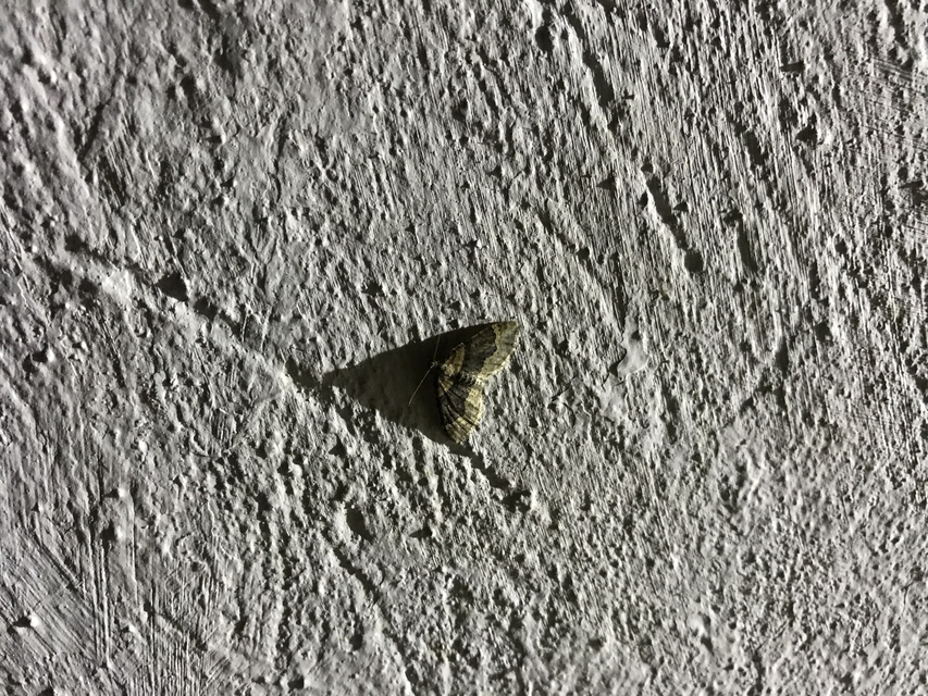 Xanthorhoe ferrugata - kerti tarkaaraszoló