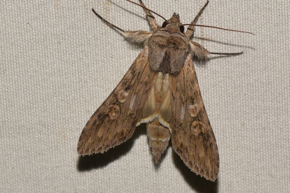 Cucullia artemisiae - feketeüröm-csuklyásbagoly