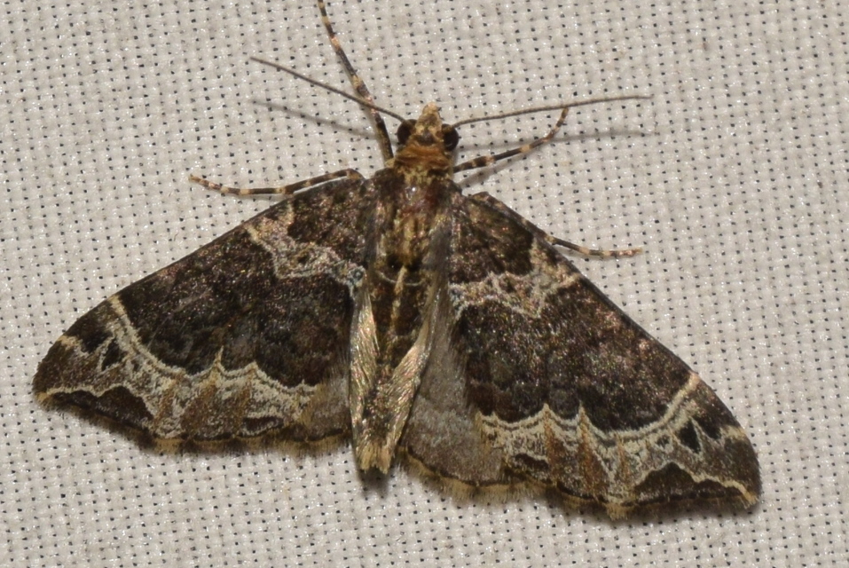 Ecliptopera silaceata - barna tarkaaraszoló