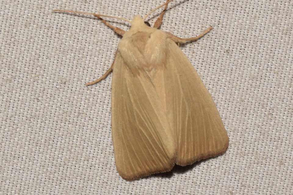 Arenostola phragmitidis - selymes nádibagoly