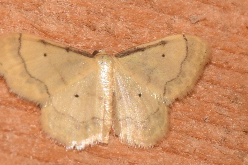 Idaea politaria - vonalas apróaraszoló