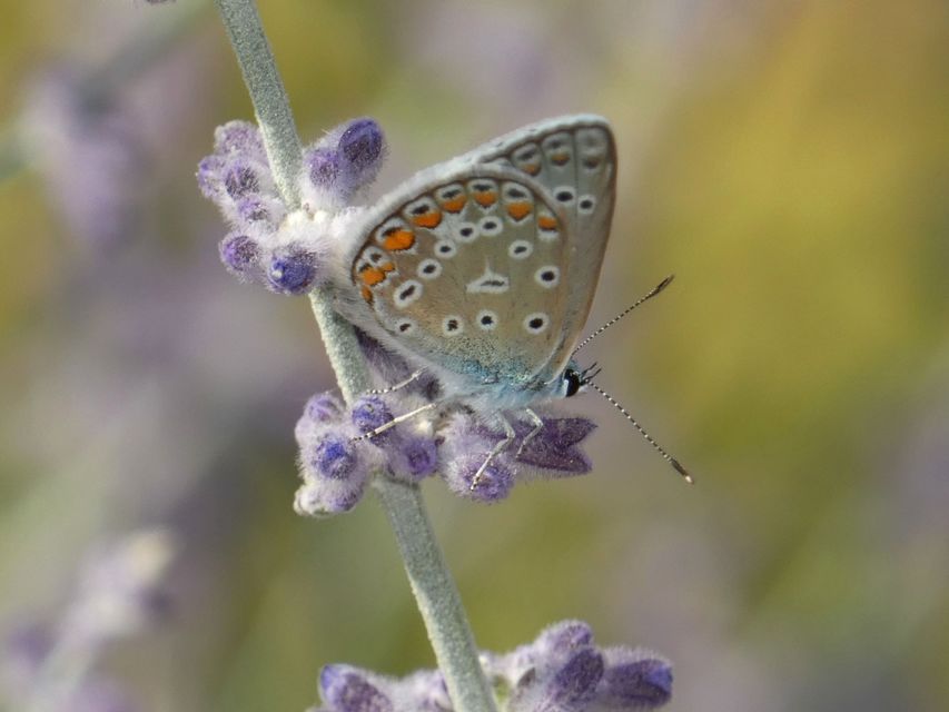 Polyommatus icarus - közönséges boglárka