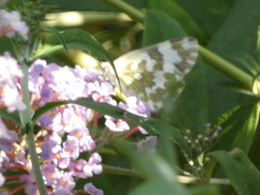 Pontia edusa - rezedalepke
