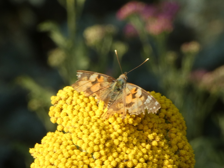 Vanessa cardui - bogáncslepke