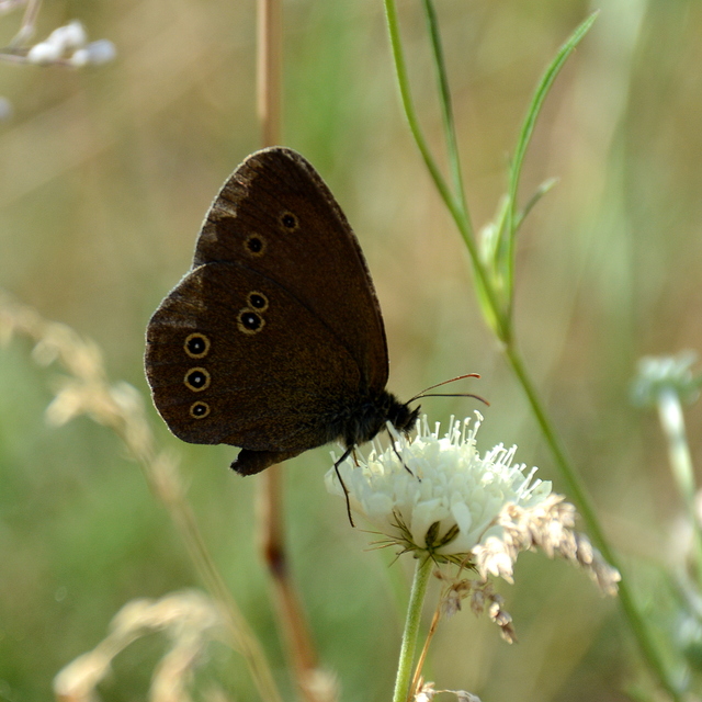 Aphantopus hyperanthus - közönséges ökörszemlepke