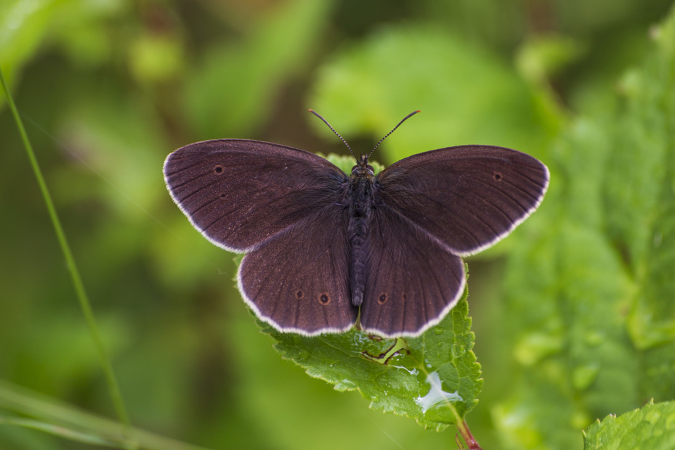 Aphantopus hyperanthus - közönséges ökörszemlepke