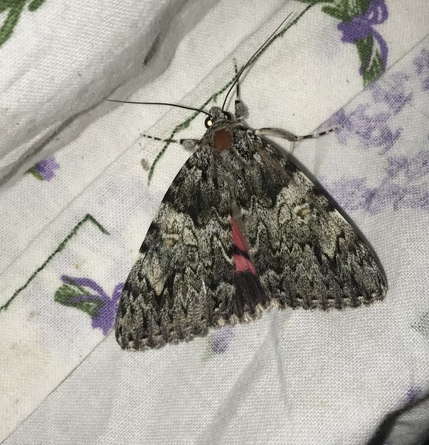 Catocala promissa - kis tölgyfa-övesbagoly