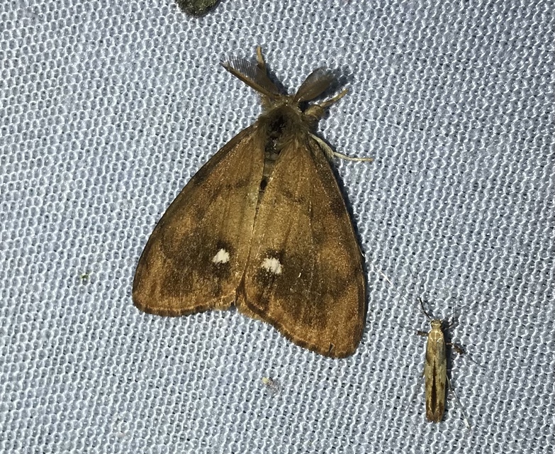Orgyia antiqua - rozsdabarna kisszövő