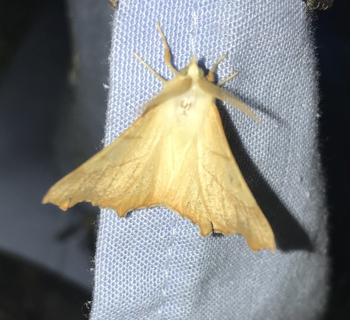 Ennomos fuscantaria - kőris-levélaraszoló