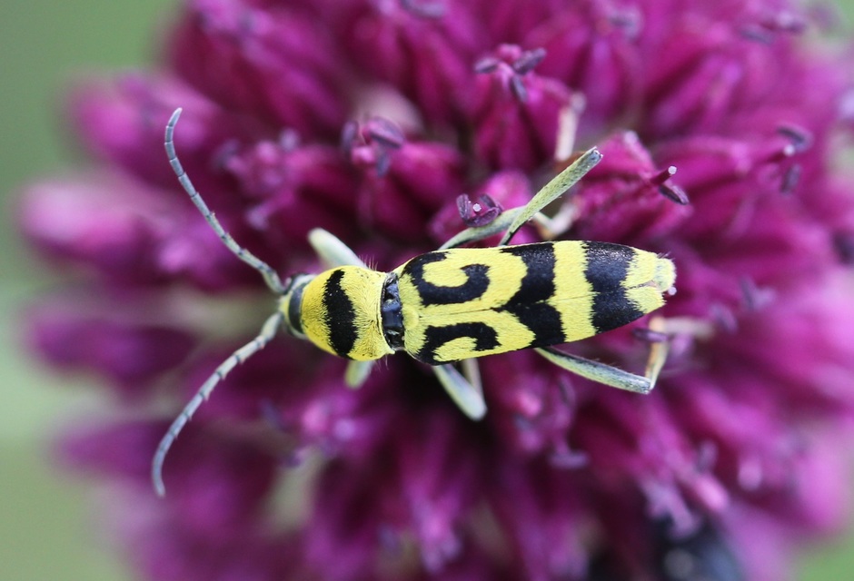 Chlorophorus varius - díszes darázscincér