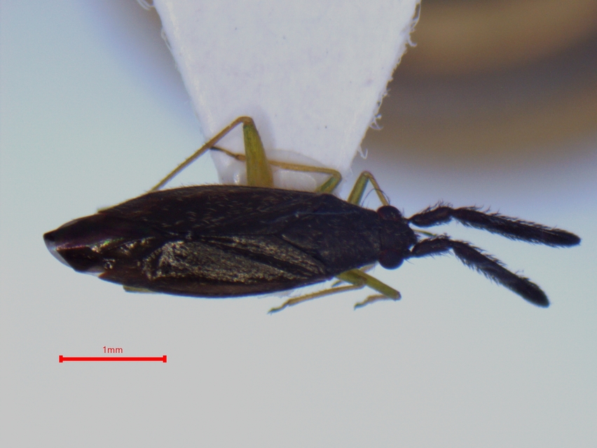 Heterotoma merioptera - laposcsápú mezeipoloska