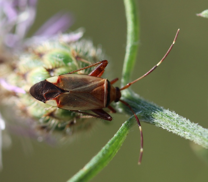 Adelphocoris vandalicus - feketevállú mezeipoloska