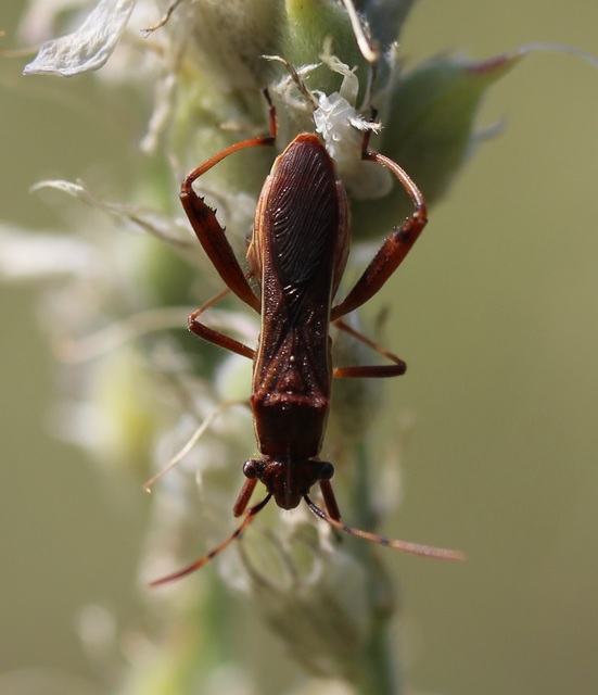 Camptopus lateralis - görbelábú karimáspoloska