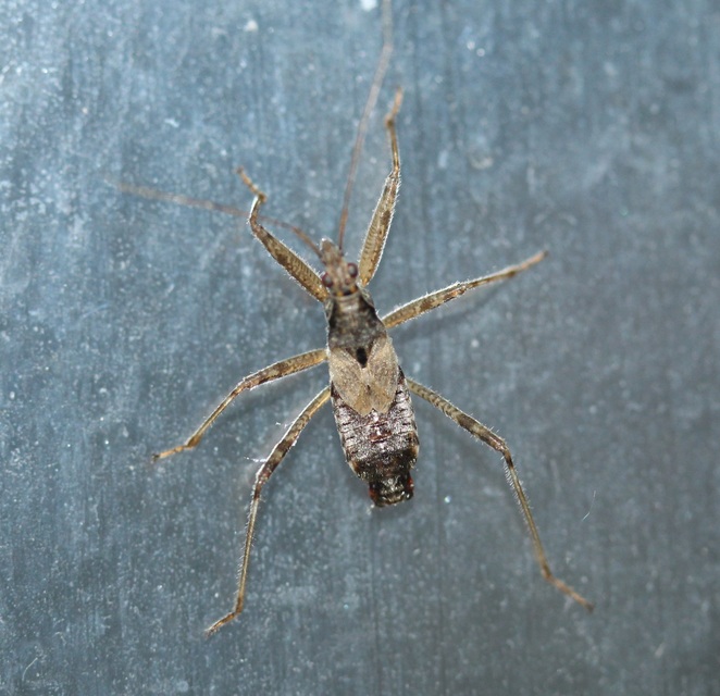 Himacerus apterus - nagy tolvajpoloska