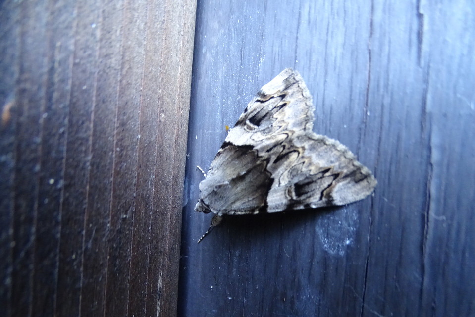 Catocala fulminea - galagonya-övesbagoly