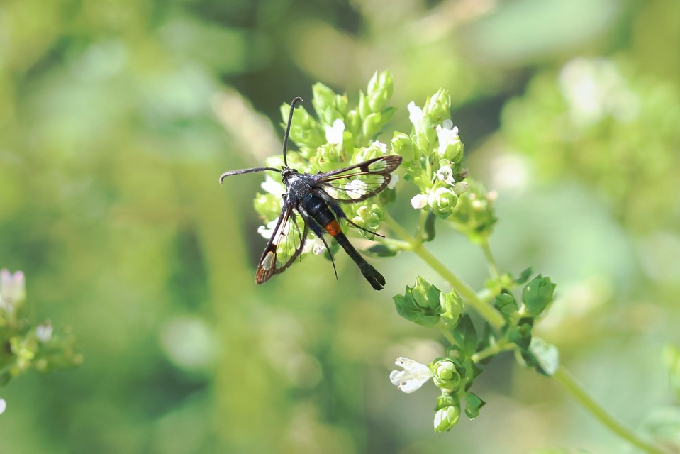 Synanthedon myopaeformis - almafaszitkár