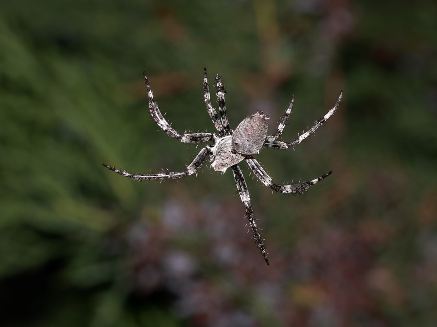 Araneus circe/angulatus