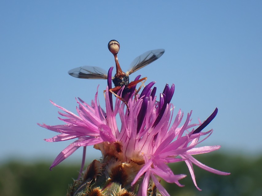 Physocephala