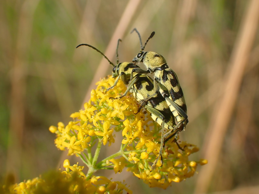 Chlorophorus varius - díszes darázscincér