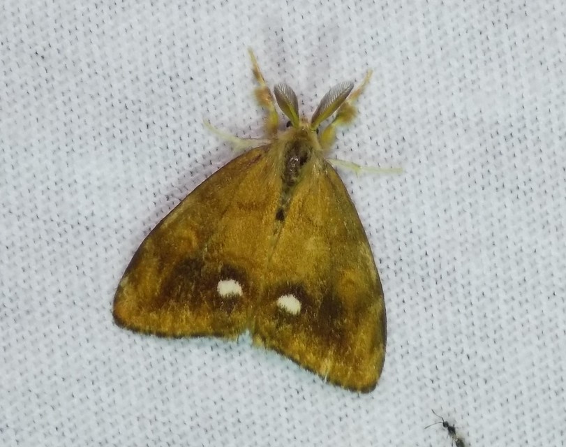 Orgyia antiqua - rozsdabarna kisszövő