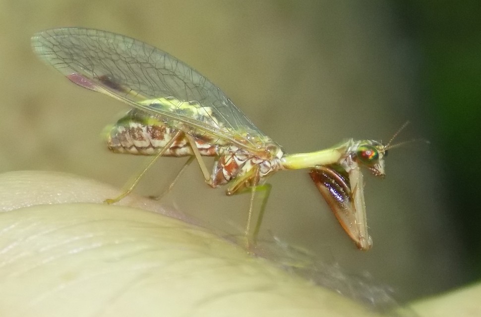 Mantispa styriaca - kétszínű fogólábú-fátyolka